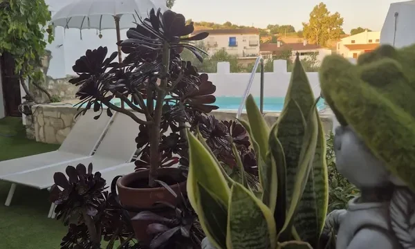 Jardín, piscina, plantas, sol, tranquilidad.