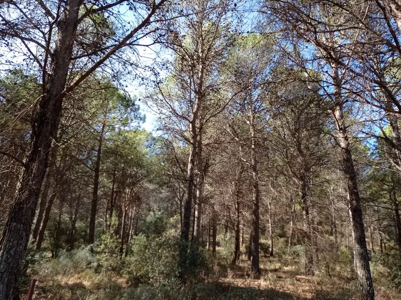 Bosque denso con árboles altos.