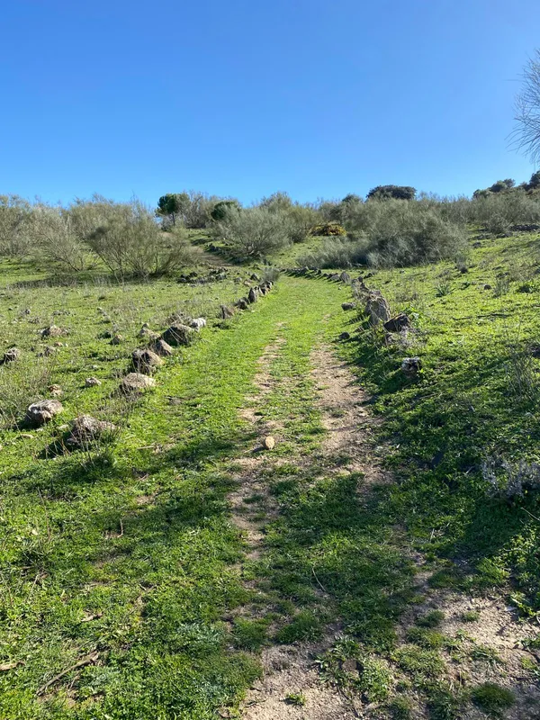 Sendero verde bajo cielo azul.