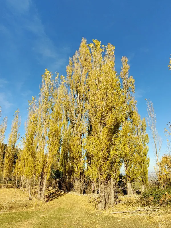 Árboles amarillos bajo cielo azul.