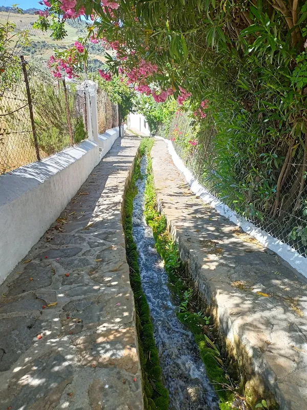 Sendero, agua, flores, naturaleza, tranquilidad.