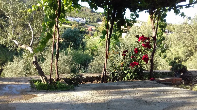 Naturaleza, flores, olivos, paisaje, tranquilo.