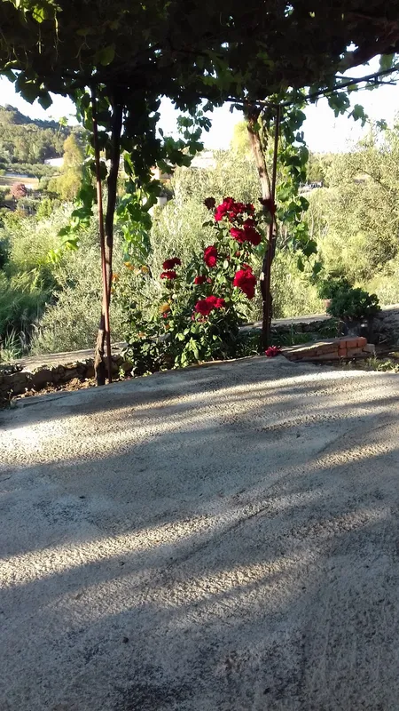Jardín, flores, sombra, colinas, tranquilo.