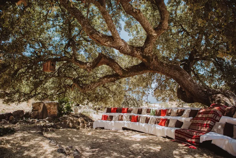 Árbol grande, asientos cómodos, naturaleza.