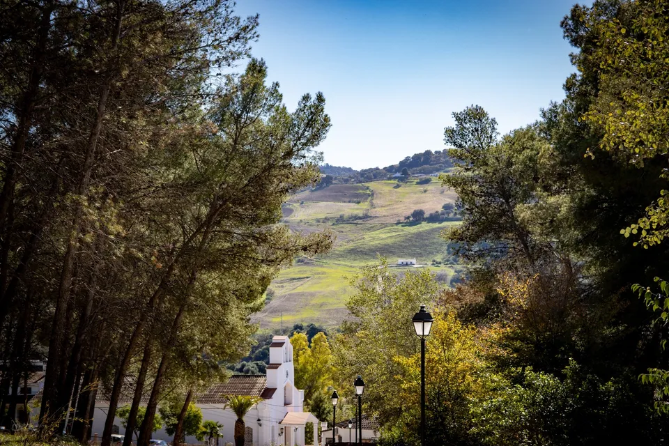 Naturaleza, colinas, árboles, tranquilidad, luz.