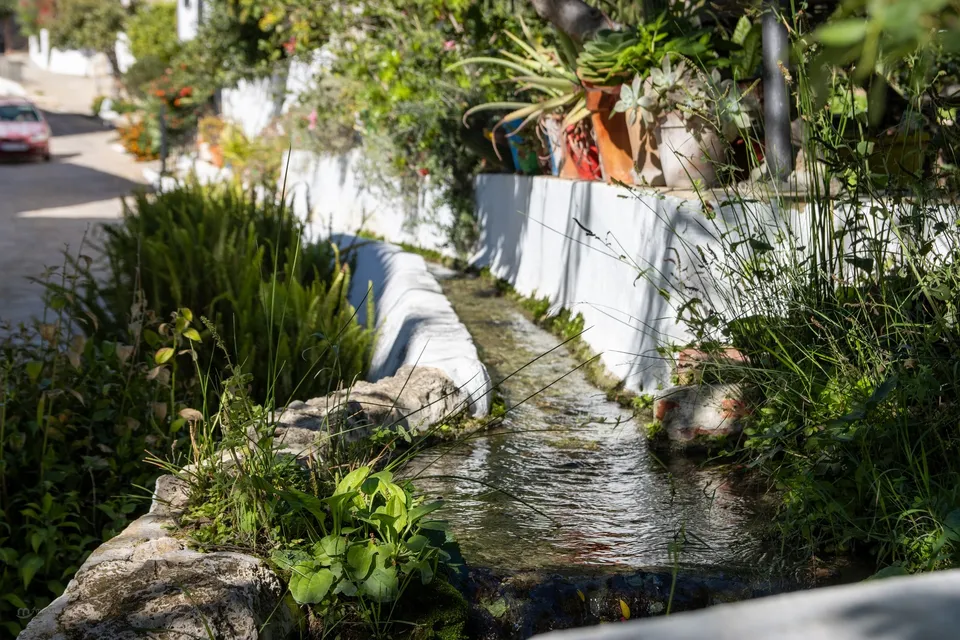 Arroyo, plantas, agua, paisaje, tranquilo.