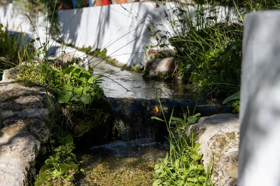 Agua, plantas, luz, naturaleza, tranquilidad.