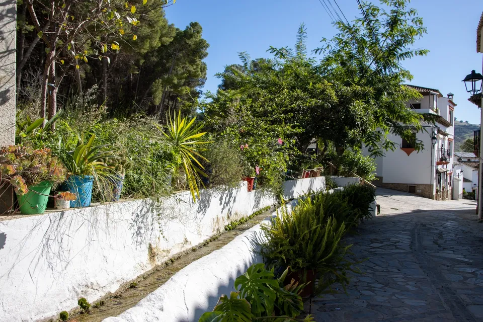 Calle tranquila con vegetación verde.