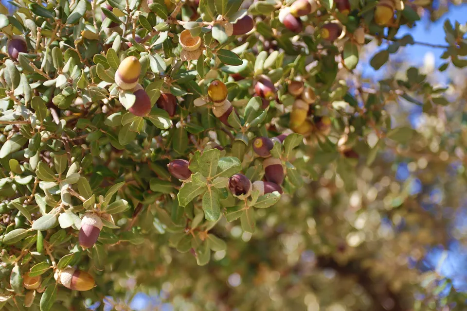 Árbol, hojas, bellotas, verdes, naturaleza.